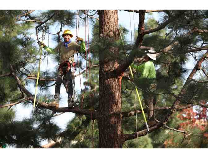 Get your Tree Trimming Done!