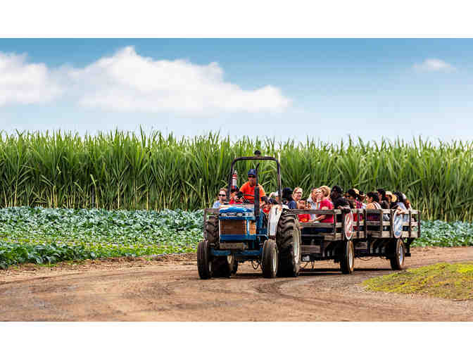 Tanaka Farms Tour & Tasting for 4- Strawberry, Corn, Melon or Pumpkins