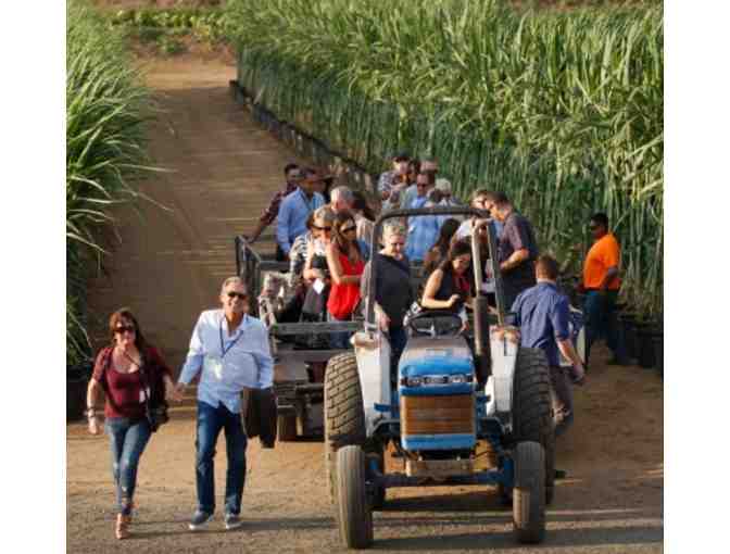 Tanaka Farms Tour & Tasting for 4- Strawberry, Corn, Melon or Pumpkins