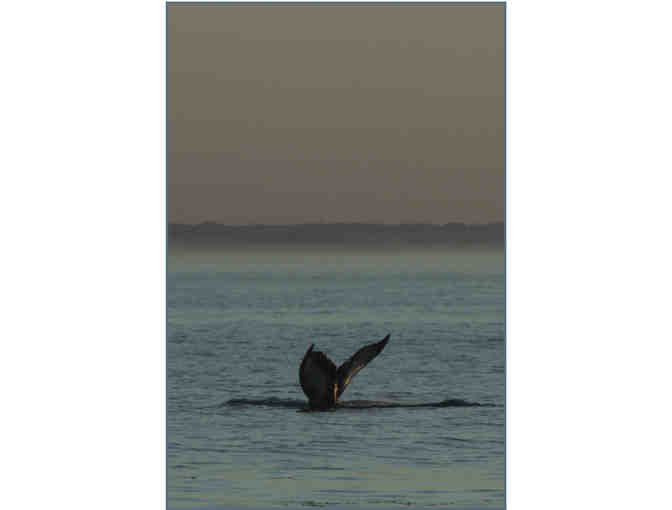 Sunset Whale Watch for Two