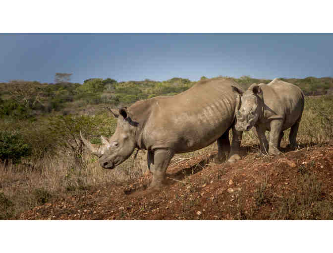 Photo Safari for 2 to South Africa with Zulu Nyala