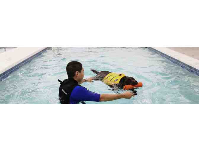 5 Dog Swim Sessions at K9 Aquatic Center