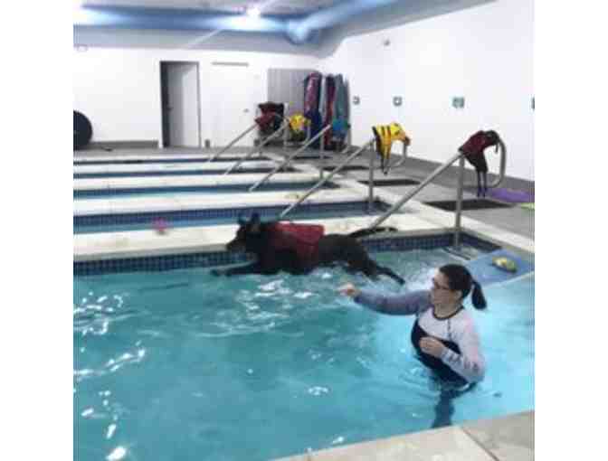 5 Dog Swim Sessions at K9 Aquatic Center