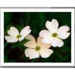 Bob and Dixie Dart - Rim Rock's Dogwood Cabins