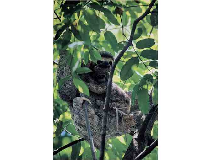 'Sloth With Baby' Metallic Photograph         8x12 Wall Hanging