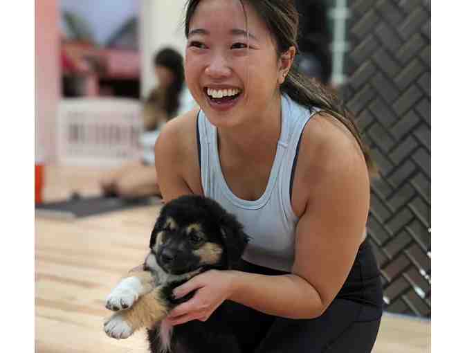 Puppy Yoga - 5 Classes