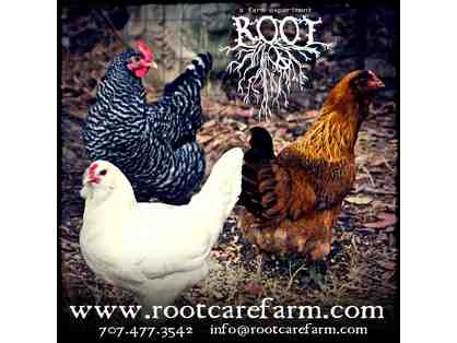 One Week at Root Farm Summer Camp