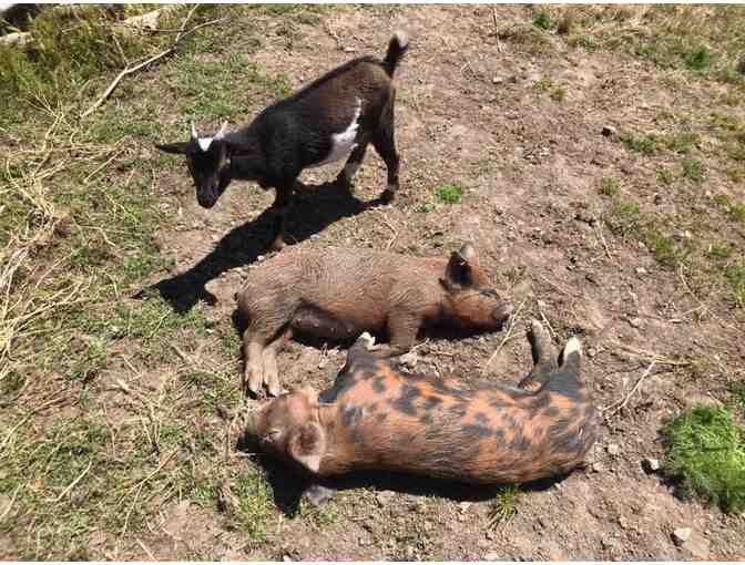 *LIVE* An Intimate Morning on the Farm