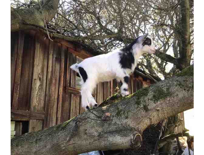 *LIVE* An Intimate Morning on the Farm