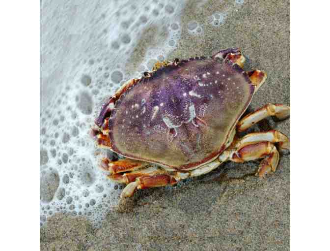 *LIVE* Whale Watching & Crabbing, 3 - 4 Hour Private Bodega Bay Boating Excursion