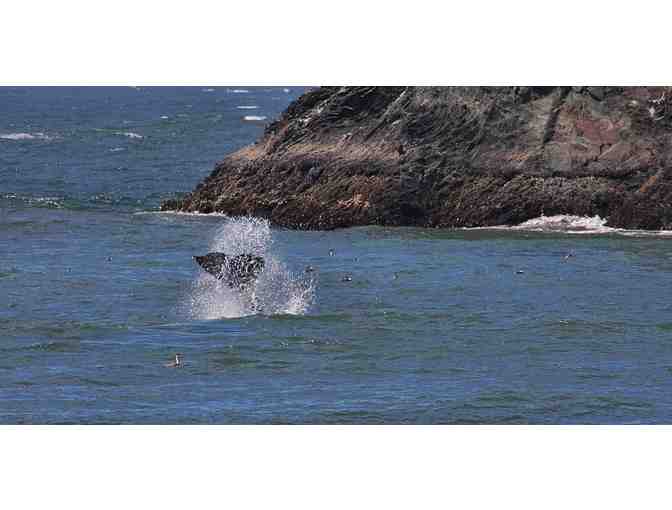 *LIVE* Whale Watching & Crabbing, 3 - 4 Hour Private Bodega Bay Boating Excursion