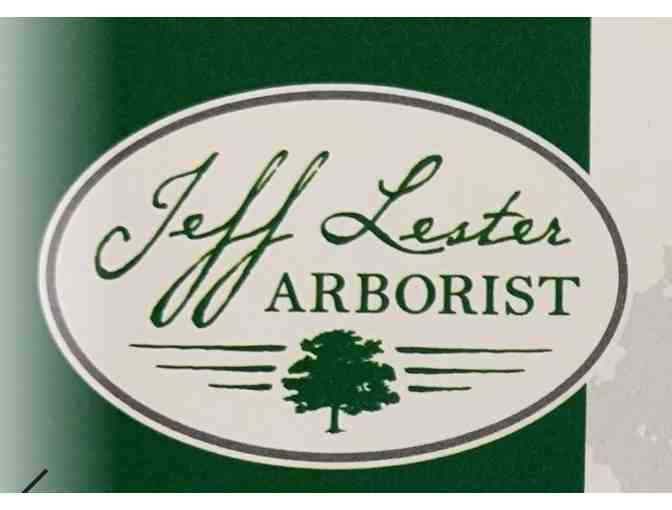 Tree Service from Jeff Lester Arborist