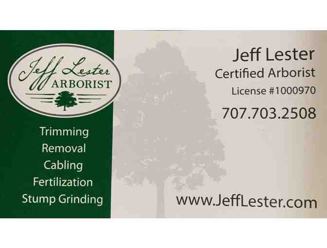 Tree Service from Jeff Lester Arborist