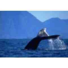 Newport Landing Whale Watching