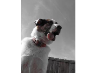 $100 Gift Certificate to Charleston Dog House