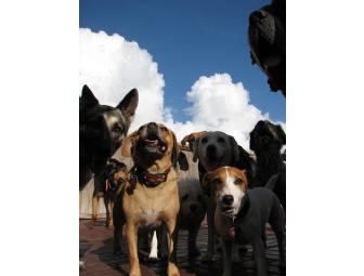 $100 Gift Certificate to Charleston Dog House