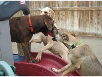 $100 Gift Certificate to Charleston Dog House