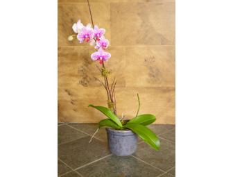 Orchids For Every Season From Lotus Flower