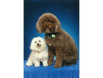 Full Service Dog Grooming from Coats and Tails