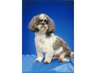 Full Service Dog Grooming from Coats and Tails