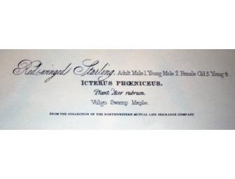 Four Audubon Prints from 'Birds of America'