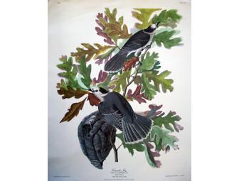 Four Audubon Prints from 'Birds of America'