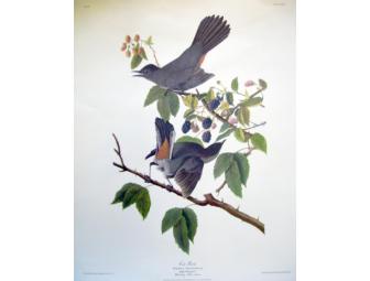 Four Audubon Prints from 'Birds of America'