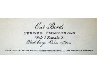 Four Audubon Prints from 'Birds of America'