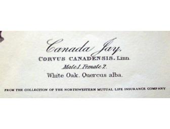 Four Audubon Prints from 'Birds of America'