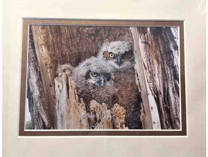 Set of Great Horned Owl Photographs