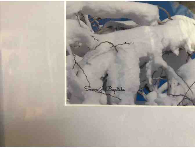 'Snow Vultures' Framed Photograph