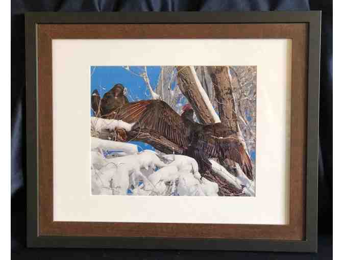 'Snow Vultures' Framed Photograph