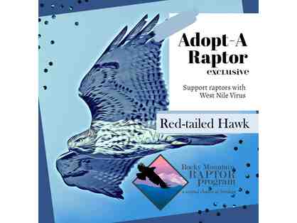 Adopt-A-Raptor Red-tailed Hawk
