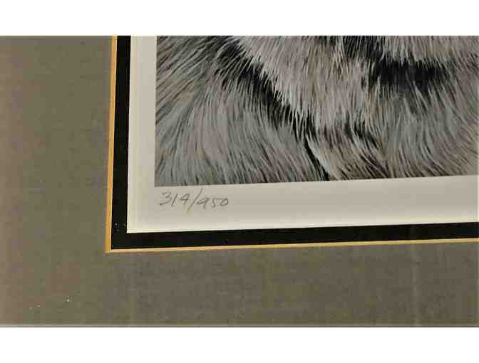 Framed Gray Wolf Portrait by R.S. Parker