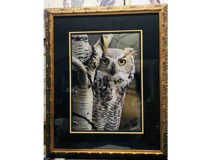 Framed Great Horned Owl Photograph