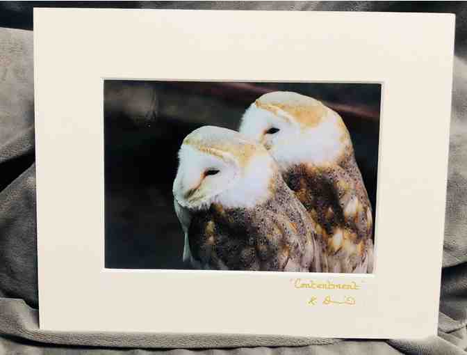 Barn Owls Matted Photograph