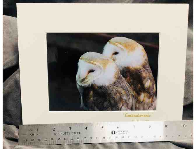 Barn Owls Matted Photograph