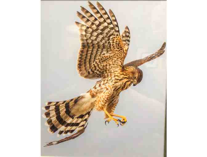 Young Cooper's Hawk in Flight