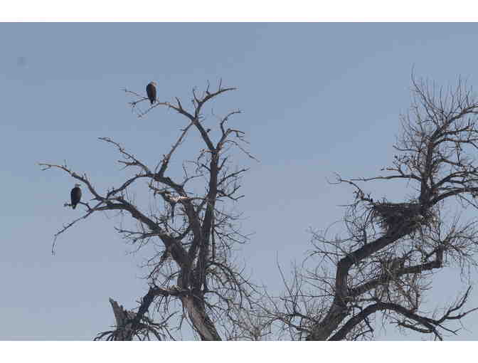 LIVE - Guided Eagle Watching Field Trip