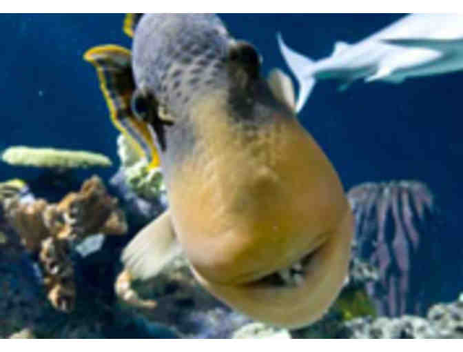 4 VIP Tickets to Shedd Aquarium