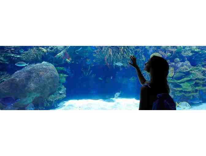 4 VIP Tickets to Shedd Aquarium