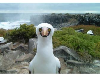 7 Night Galapagos Cruise for 2