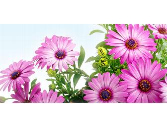 Gift Certificate to Mahoney's Garden Center