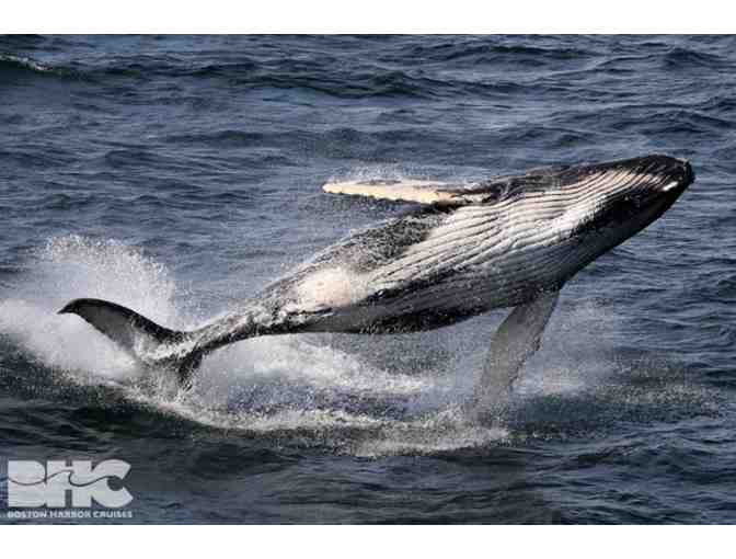 Whale Watch (New England Aquarium & Boston Harbor Cruises): 2 adults & 2 children