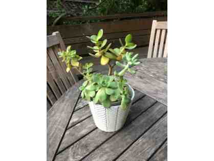Variety of succulents in 6 inch ceramic pot