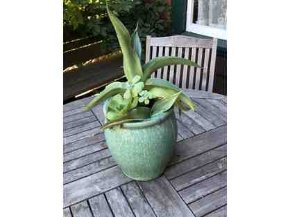 Green 8 inch circular ceramic container with a variety of 4 lovely succulents