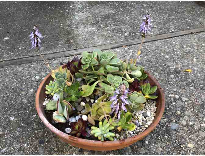 VARIETY OF SEVEN NEWLY POTTED SUCCULENTS - Photo 1