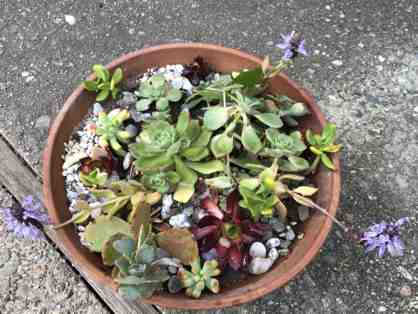 EARTHENWARE POT WITH SEVEN NEWLY PLANTED SUCCULENTS