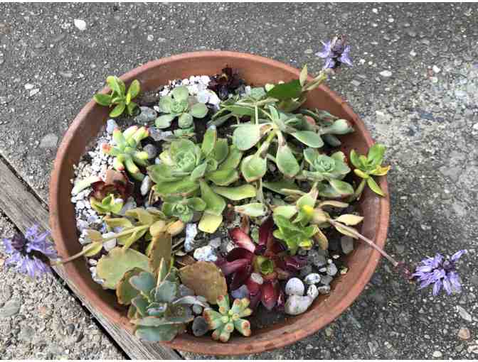 EARTHENWARE POT WITH SEVEN NEWLY PLANTED SUCCULENTS - Photo 1
