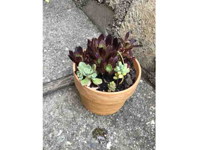 FOUR LOW GROWTH SUCCULENTS IN 7" EARTHENWARE POT - Photo 1